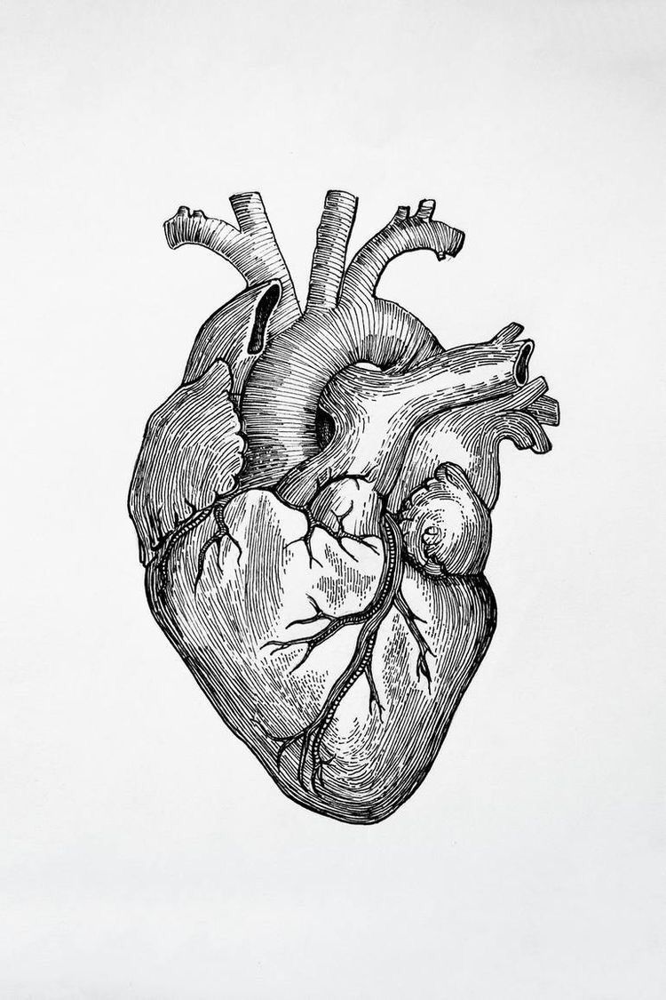 Heart illustration