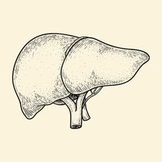 Liver illustration