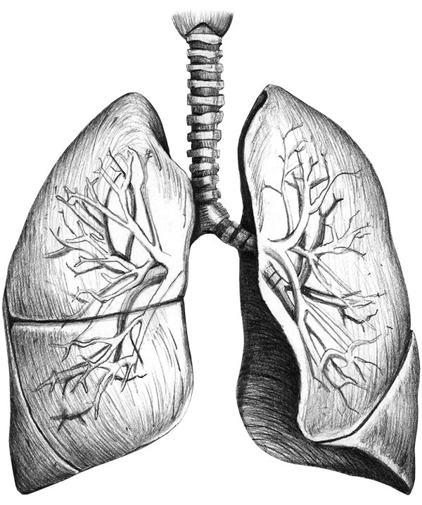 Lungs illustration
